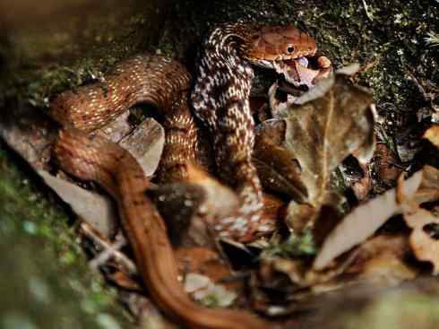 龙：传说的兽原型探秘（游蛇类）