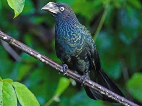 奇特的盔:大犀鹃