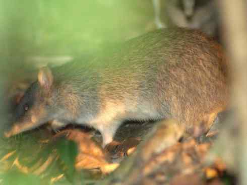 动物世界：山寨还是原创之十三