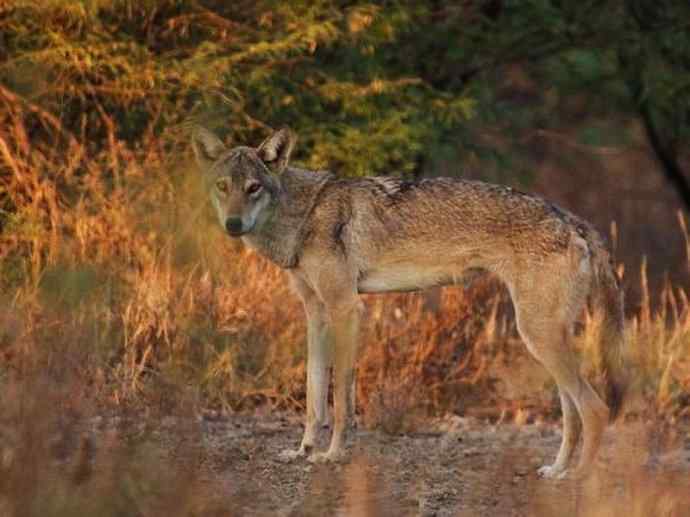 犬科：犬亚科犬属之灰狼