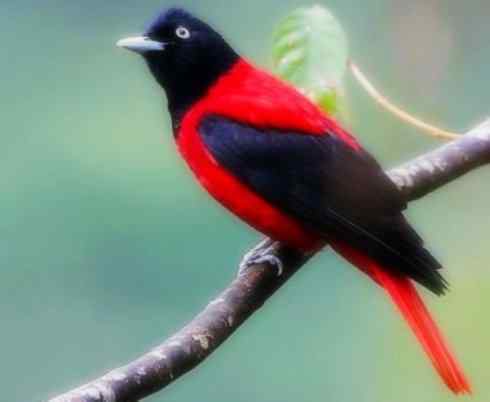 美丽无罪:雀鸟之朱鹂 美丽无罪:雀鸟之朱鹂