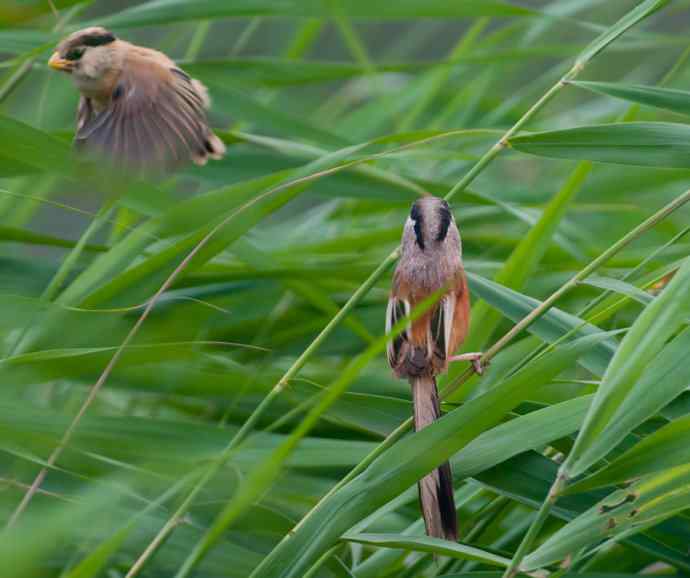萌态可掬的鈥溦鸬┬∪糕☆★