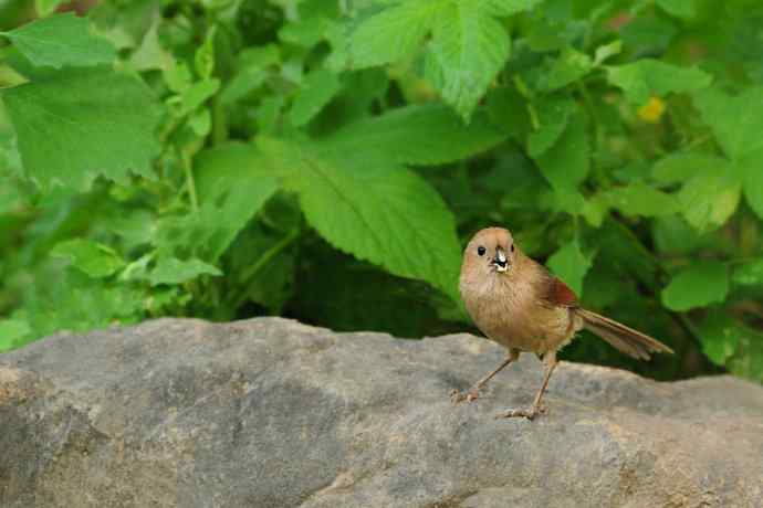 等待（南植收获）
