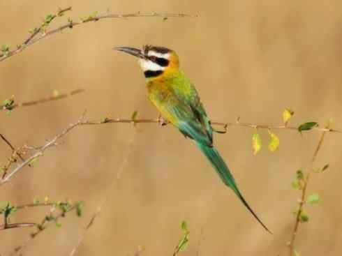 绝色攀禽:佛法僧目之蜂虎4 绝色攀禽:佛法僧目之蜂虎4