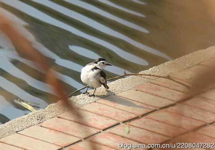 151.圣诞节送上12月份拍新鸟