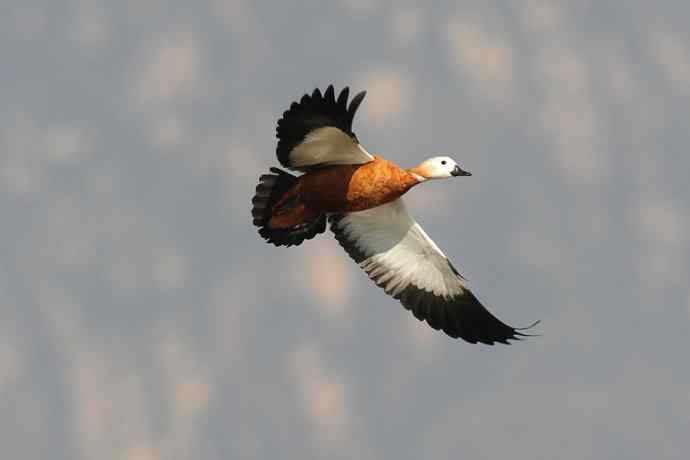 美丽的野鸭湖 美丽的野鸭湖