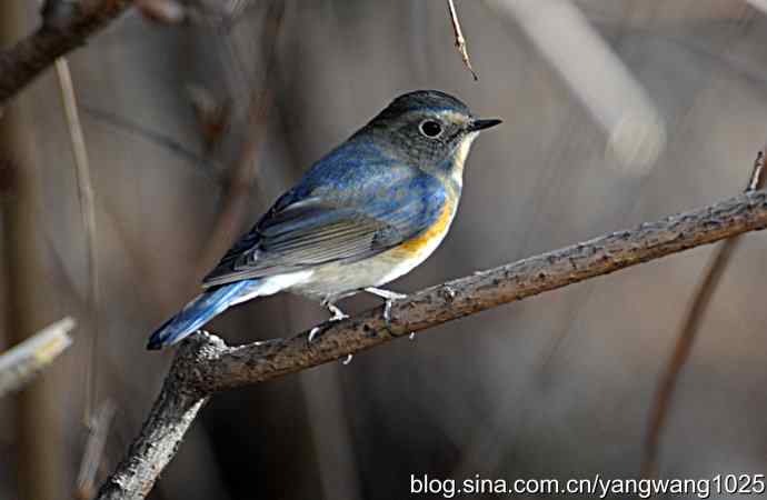 北京植物园的鸟类——红肋蓝尾鸲 2
