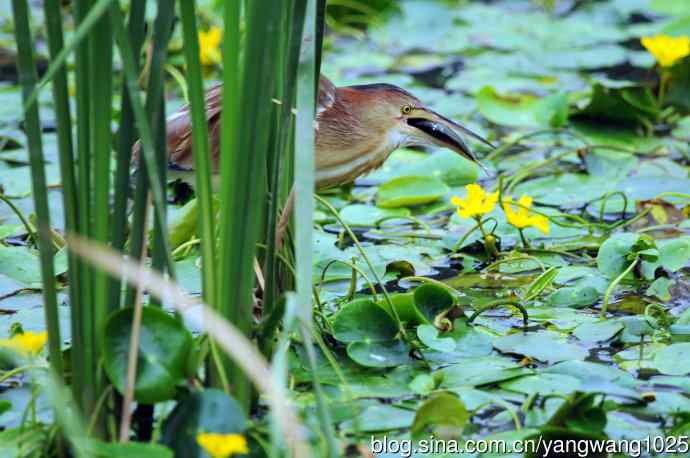 捕鱼的黄苇鳽（记实）4