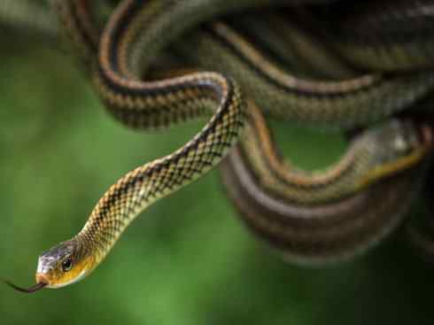 龙：传说的兽原型探秘（游蛇类）