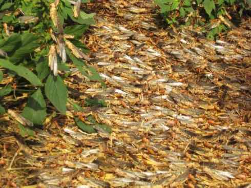 自然奇观：动物大迁徙(东亚飞蝗）