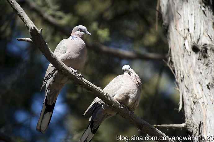 自然和谐的日坛公园（珠颈斑鸠）