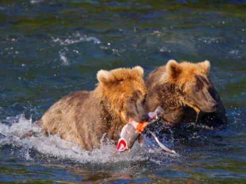 十大喜食蜂蜜动物：棕熊