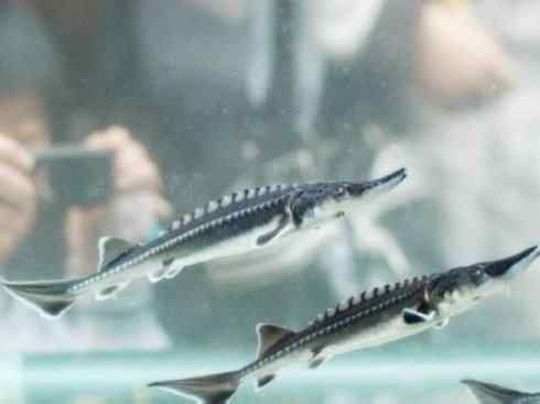 鱼类活化石:中华鲟 鱼类活化石:中华鲟