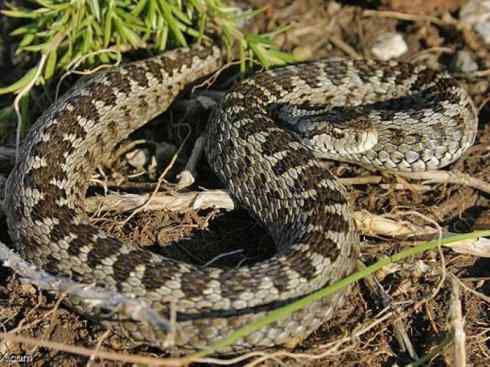 龙：传说的兽原型探秘（蝰蛇类）