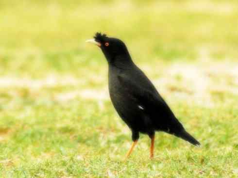 家禽驯化之源之十四