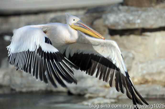 鹈鹕(大白)飞去 鹈鹕(大白)飞去