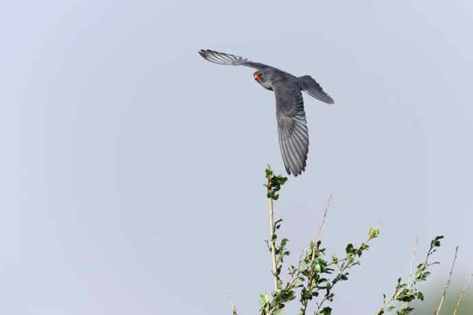 阿穆尔隼与普通燕鸻（生境）