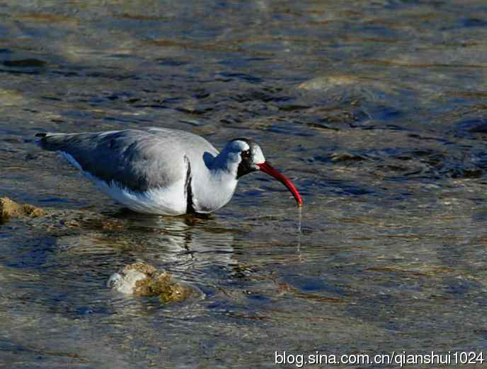 再遇鹮嘴.喜出望外