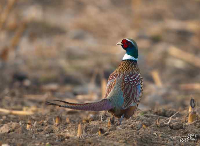 密云水库 wbr路 wbr大鸨、雉鸡和苍鹭 密云水库 wbr路 wbr大鸨、雉鸡和苍鹭