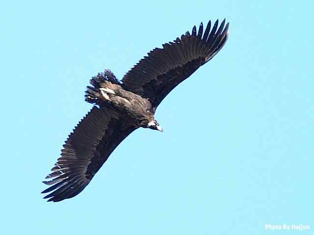 峡谷中 wbr. wbr沐浴阳光的秃鹫