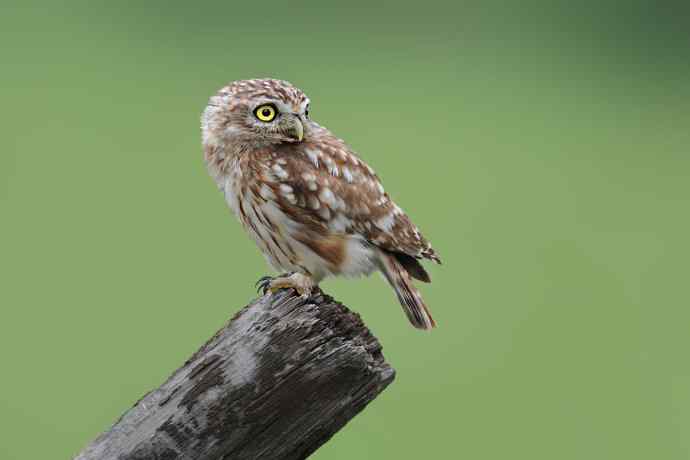 猫猫(戏说纵纹腹小鸮)