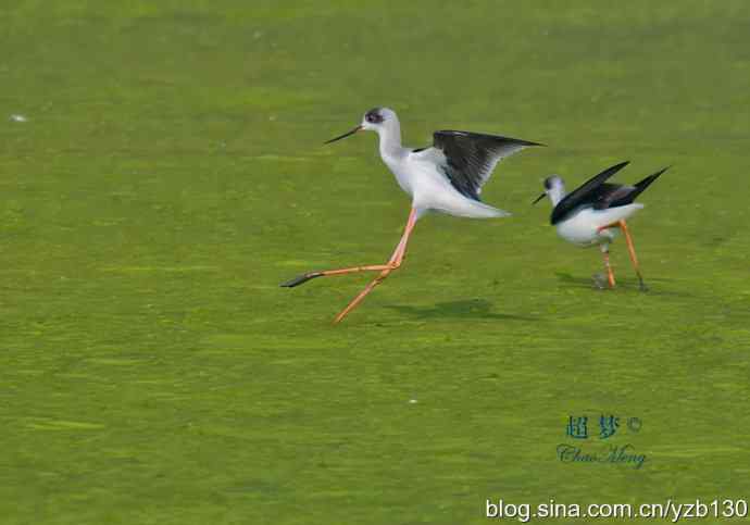 亭亭玉立的花季少女鈥斺斆劳瑞郑ㄗ橥迹10张图片）