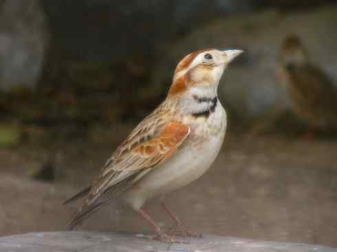 家禽驯化之源之二十八