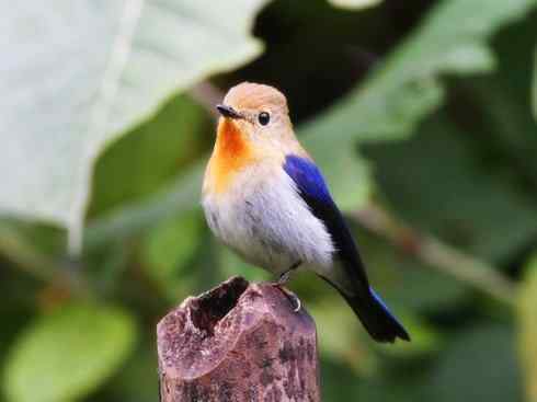 美丽无罪:雀鸟之姬鹟 美丽无罪:雀鸟之姬鹟