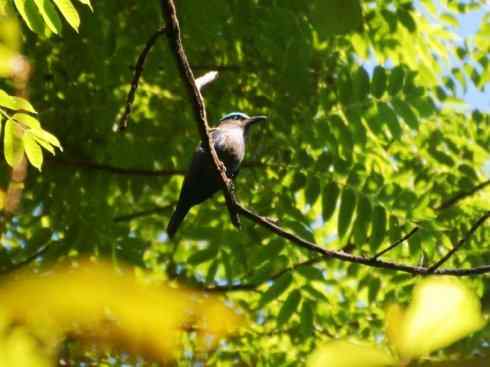 绝色攀禽：佛法僧目之佛法僧