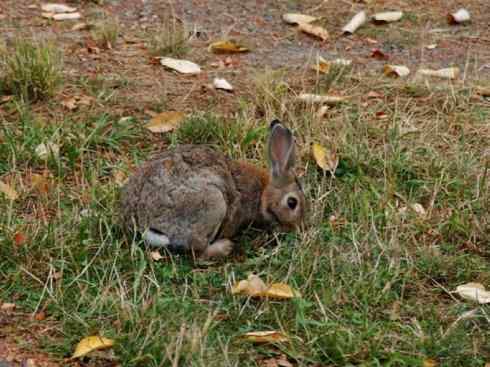 动物世界：山寨还是原创之十