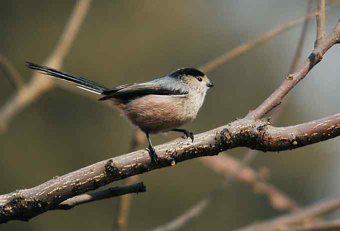 北京植物园赏鸟（四），银喉长尾山雀（组图）