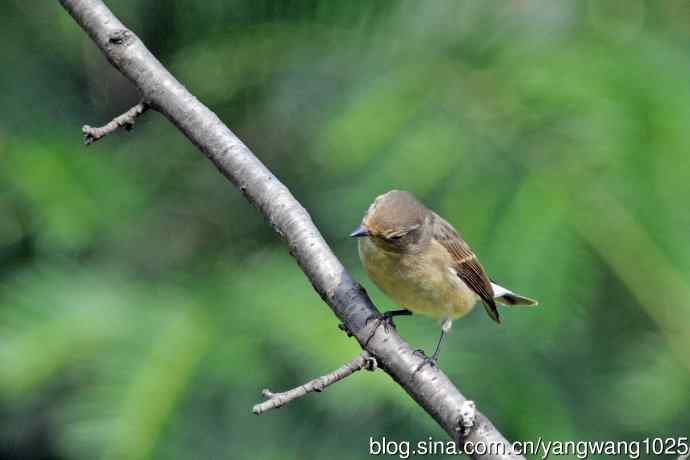 秋天的红喉姬鹟（8）