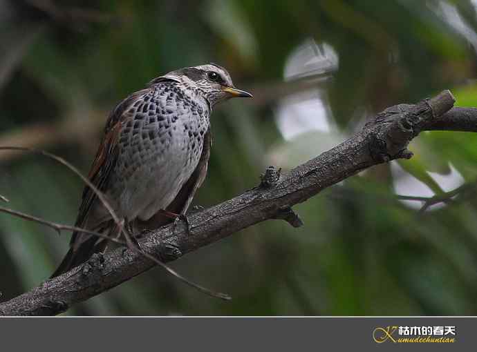 斑鸫&bull;宝兴歌鸫&bull;乌灰鸫【实拍】
