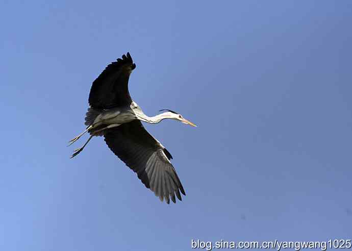 苍鹭 wbr2 苍鹭 wbr2