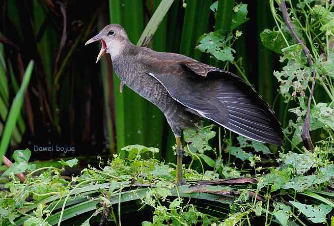 黑水鸡少年健身版