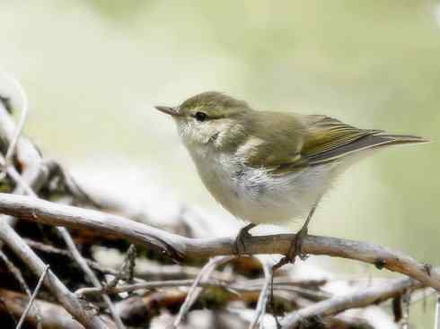 家禽驯化之源之三十一