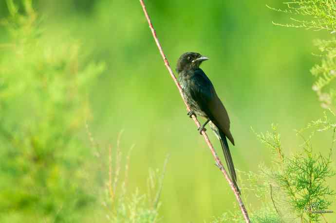 野鸭湖的黑衣舞者