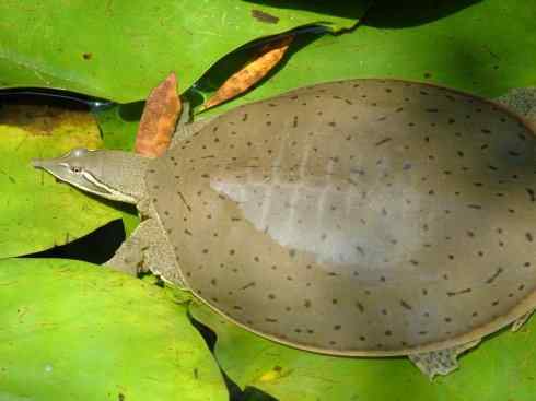 玄武：传说的兽原型探秘（鳖）