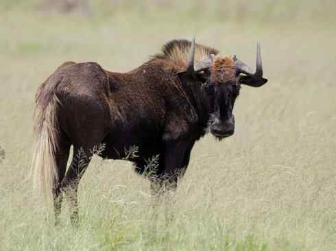 麒麟：传说的兽原型探秘（狷羚）