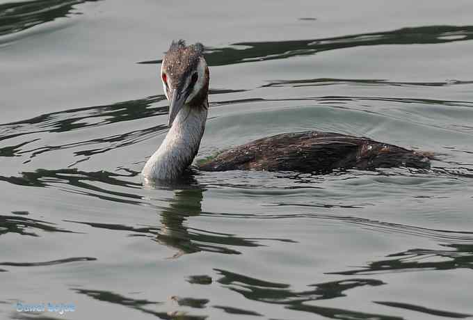 颐和园的凤头鸊鷉