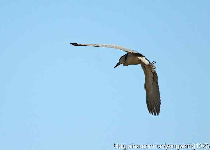 飞(夜鹭)42 飞(夜鹭)42