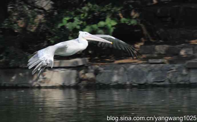 再拍大鹈鹕 wbr3 再拍大鹈鹕 wbr3