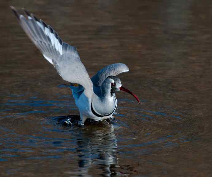 携鹮嘴鹬恭贺新春☆