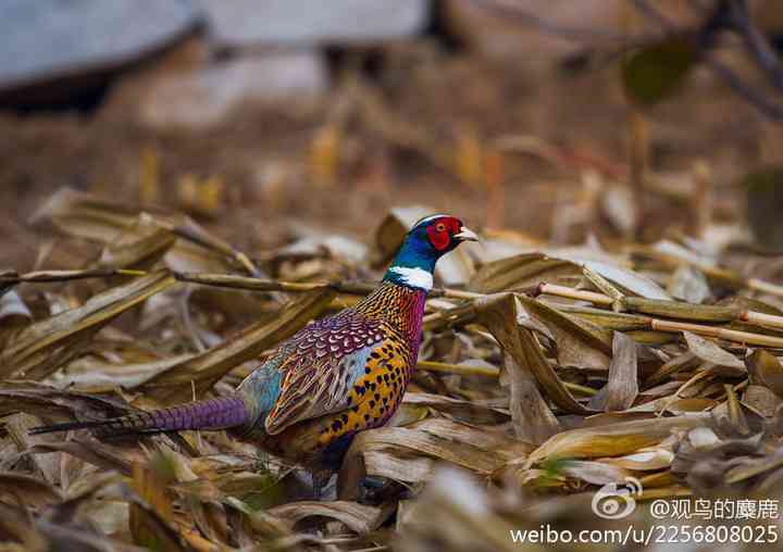 美丽的雉鸡（七彩山鸡），身穿华服