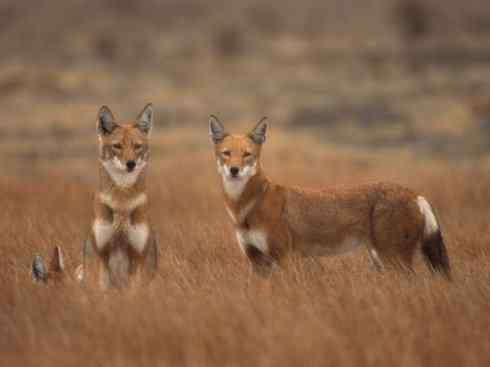犬科：犬亚科犬属之西门豺、侧纹豺（胡狼类）