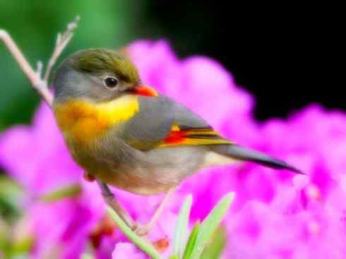 家禽驯化之源之十五(画眉、噪鹛、相思鸟)