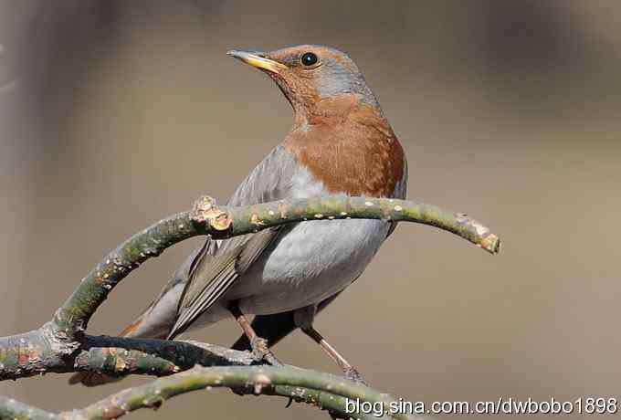 赤颈鸫和珠颈斑鸠