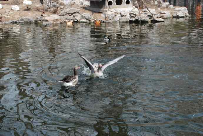 激战水禽湖（抓拍）