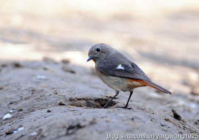 雌性北红尾鸲（7）