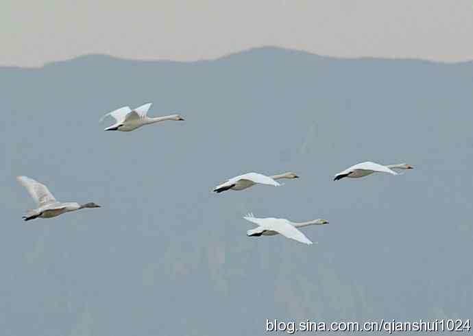 空中盘旋.赤麻鸭白天鹅(官厅水库)